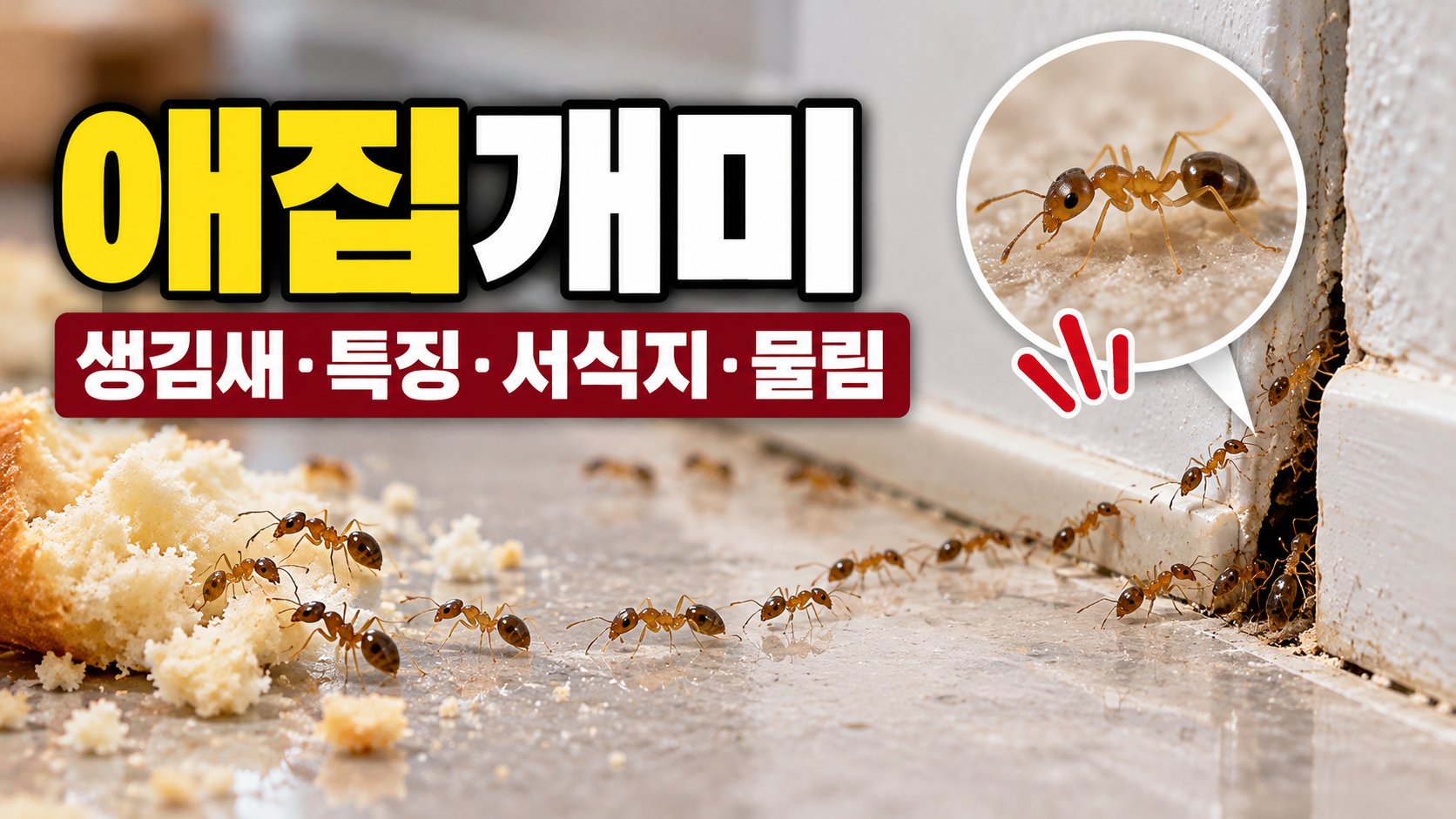 실내 벽 틈새에서 이동하는 애집개미와 확대된 생김새